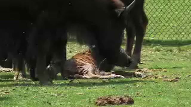 Birth of an American Bison