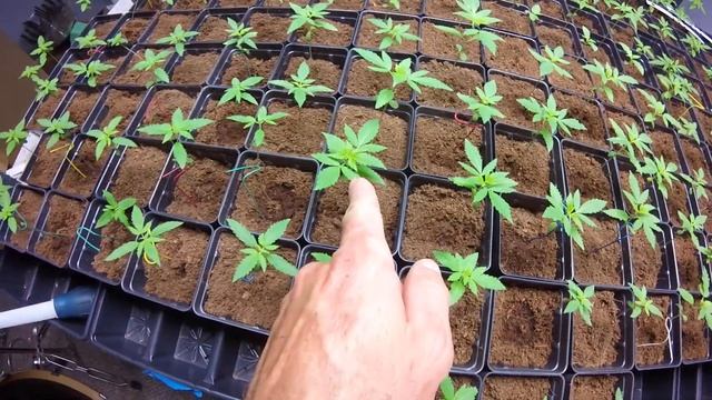 Short indoor outdoor grow update