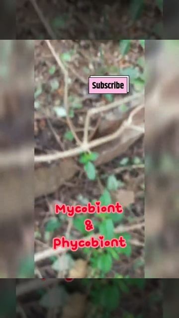 Lichens Growing On Tree Bark/ Symbiotic Association/ Photobiont& Mycobiont