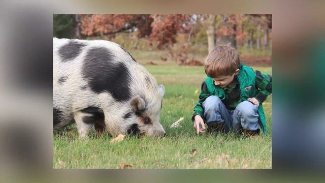 Roxy's House: Healing Through Nature and Animals | ciLiving