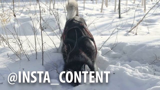 Siberian husky running in the snow