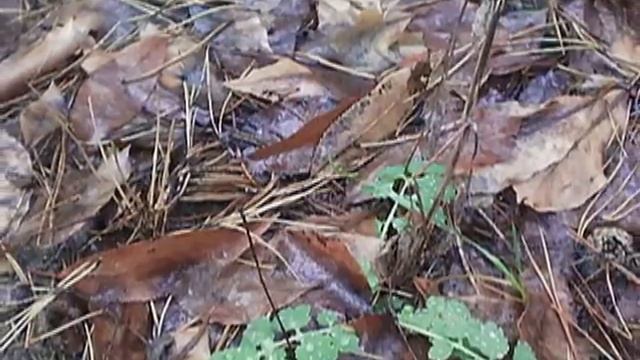 Снова декабрьская зелень в лесу