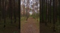 Едем за грибами Код 95 Польша