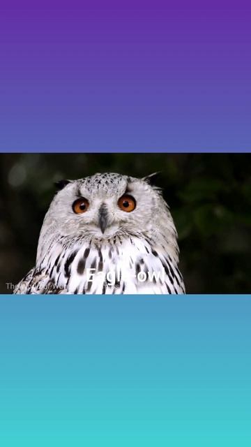 Eagle-Owl sounds #birdsound#bird#shorts#owl