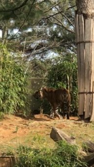 Tiger is waiting by GOLDFISH CHANNEL