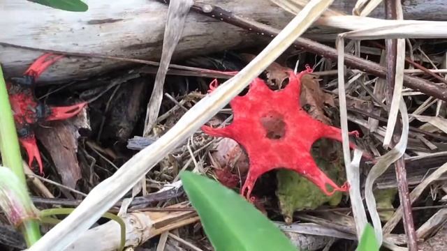 Harvesting Rare Starfish Mushroom (Star Stinkhorn Egg)