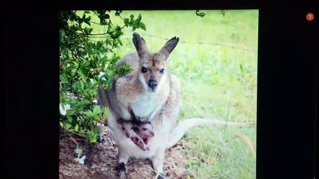 Wallaby Vodcast