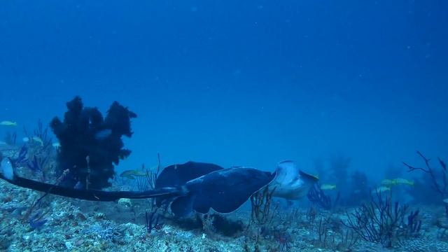 Sharks around us / gopro hero 10