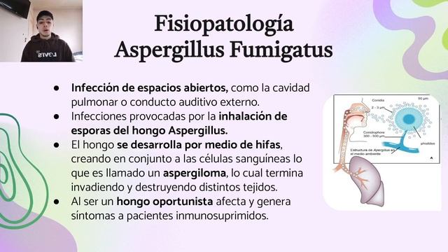 Aspergillus Fumigatus, Mauro Saldivia