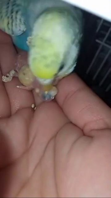 Родители – Попугаи кормят своё дитё 🦜🥰😍