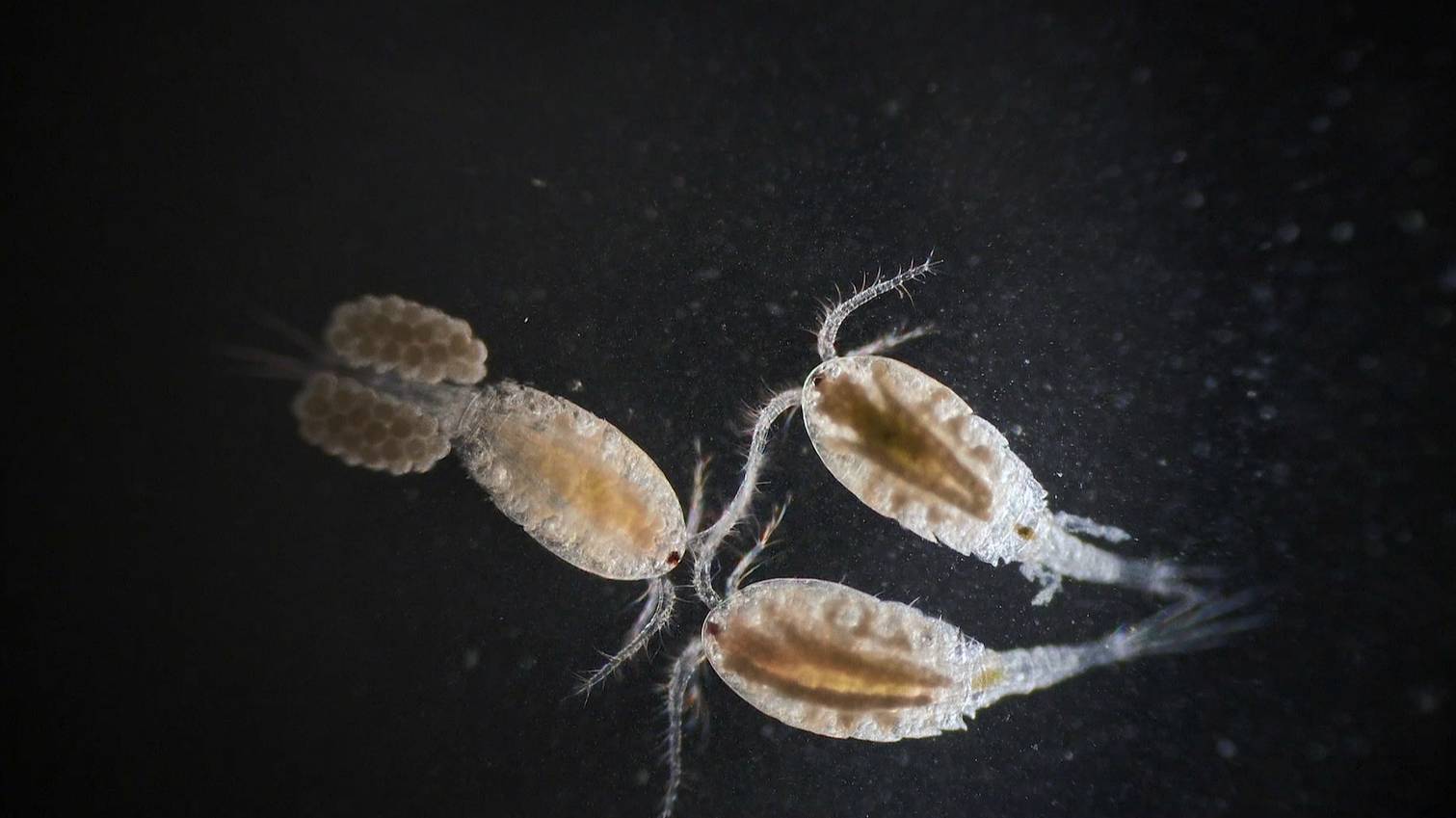 Веслоногие рачки. Копеподы. Copepods.