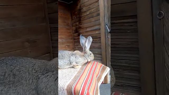 Молодое поголовье ризен-агути (Rabbits German giant