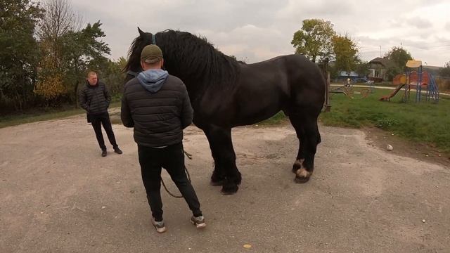 ЖЕРЕБЕЦЬ НА ПАРОВКУ/ПЕРШЕРОН ФАКІР/Коні Ваговози/horses in Ukraine