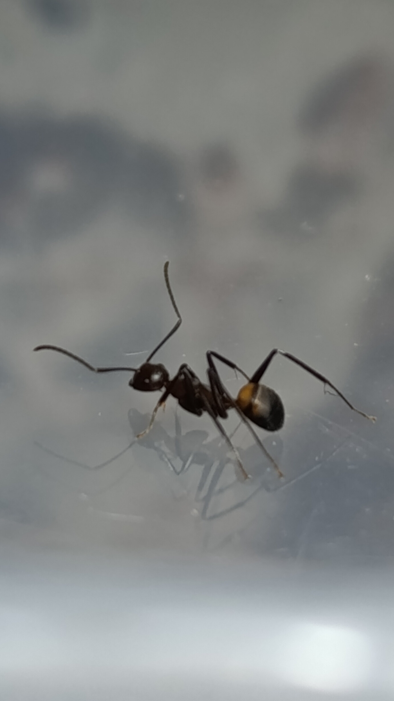 CAMPONOTUS CF. NICOBARENSIS (РЫЖИЙ РЕАКТИВНЫЙ МУРАВЕЙ)