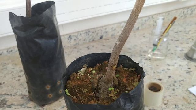 Inoculação de fungos fitopatogênicos em caules e troncos de plantas
