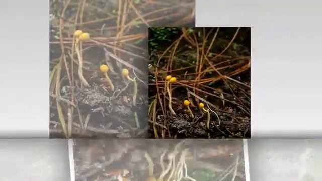 Ophiocordyceps sphecocephala - fungi kingdom