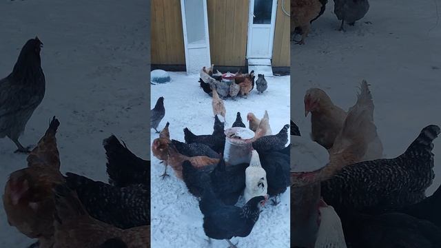 Доброе утро из деревни 🏠 У курочек завтрак, а у вас? 🤠