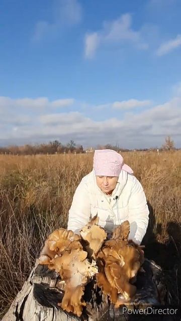 🍄МОЙ 💥СЕГОДНЯШНИЙ ГРИБНОЙ ОБЕД💥🍄