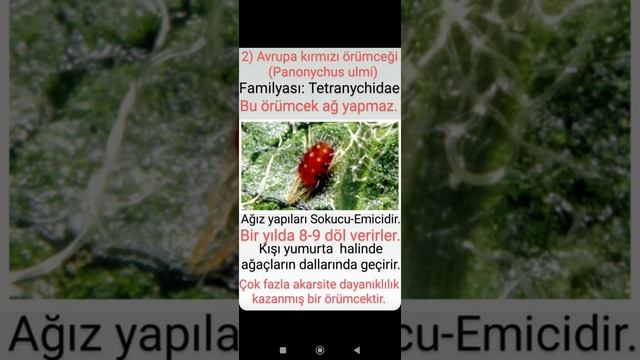 2. KONU BKÜ BAYİ SINAVININ Zararlılar Konusundan KIRMIZI ÖRÜMCEK VE AKARLAR (Entomoloji)