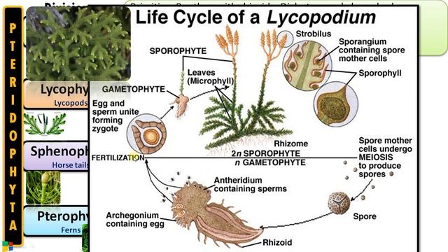 Classification of Pteridophytes with Example | Plant Classification