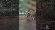 Грибалка в Лен. области (спасибо Насте за замечательные кадры).