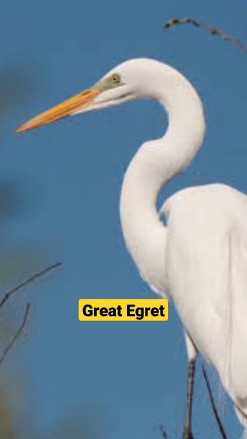 Great Egret 💛♥️