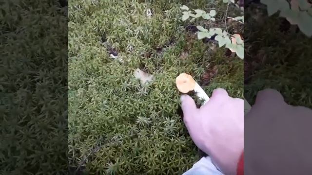 Лечебные свойства сырого гриба Лисички