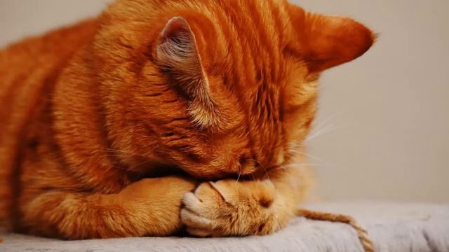 Did I Do The Right Thing By Euthanizing My Cat?