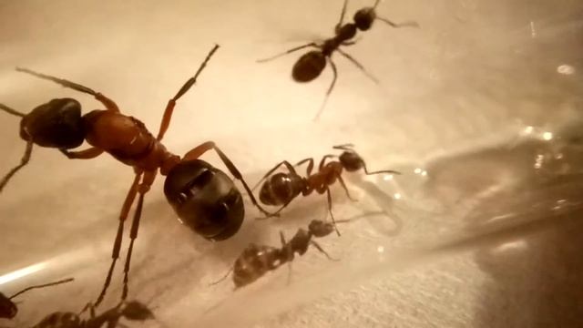 Raptiformica sanguinea Arbeiterinnen an Honig + aufmüpfige Serviformica Arbeiterin