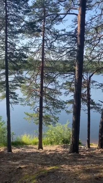 Закончилось лето 24 #asx #adventure #forest #лес #природа #приключения #asx_adventures #nature #lake
