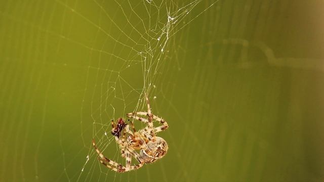 Spotted Orbweaver Spider at work