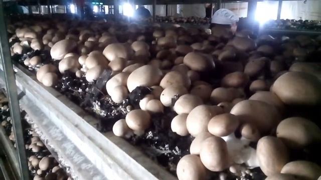 Бронзові  шампиньони (Печериці.)(Polska)