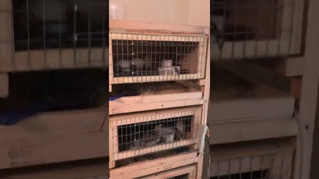 Modular quail cages and chicken brooder