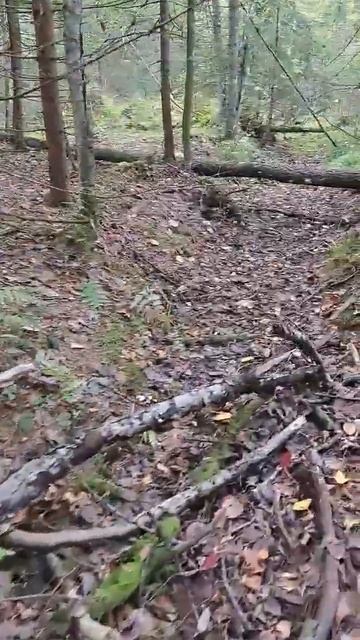 Пришёл в лес 1 октября, и был просто в шоке! В таком количестве подосиновики я ещё не собирал!