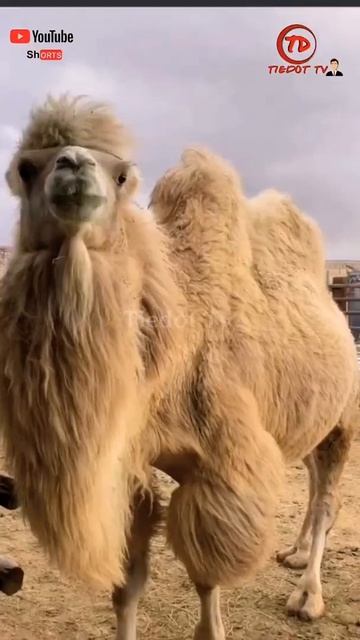 Bactrian Camel | Tiedot Tv Shorts Feed