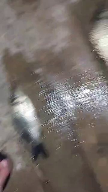 Ставок 2