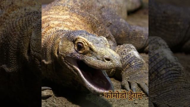 ये छिपकली है या डायनासोर!😳 @factswithsaroj #shorts #komododragon