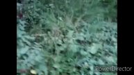 ПОДБЕРЁЗОВИКИ. ГРИБНОЙ СЕЗОН В ПОЛНОМ РАЗГАРЕ. НАХАБИНО. HD 720p