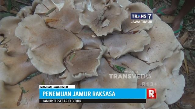Penemuan Jamur Raksasa
