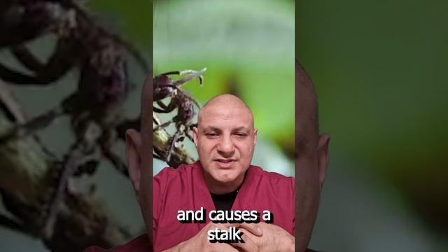 The Last of Us is True! #cordyceps