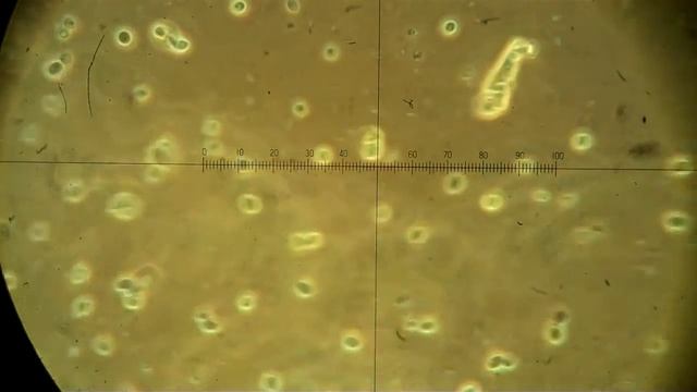 Trichoderma Brew 24hr - Spores