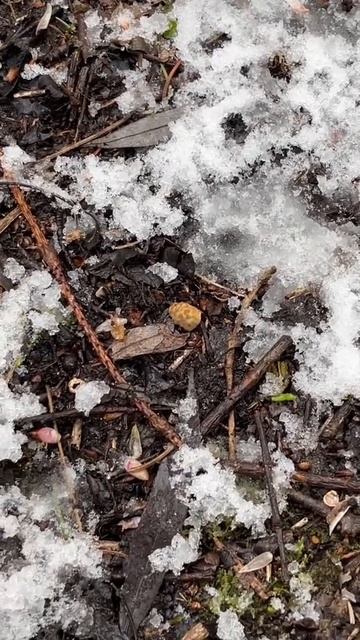 Böhmische Verpel im Schnee - 02.04.2022