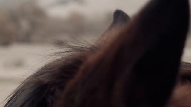 Equus Caballus