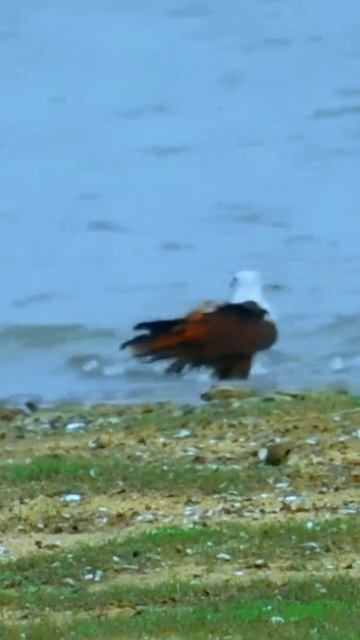 Brahminy kite by the river.-බමුණු පියාකුස්සා/බ්රාහ්මණ උකුස්සා.