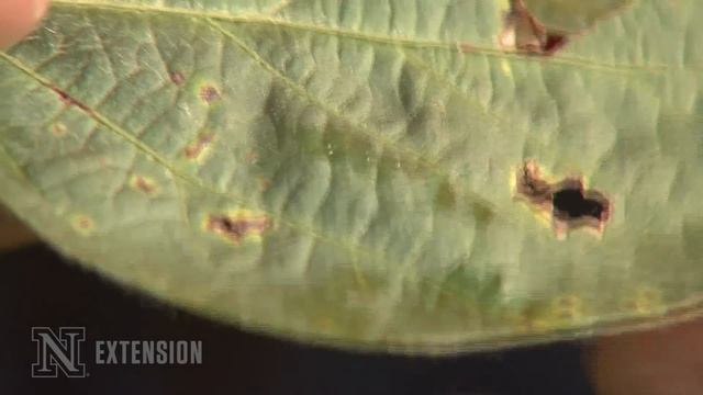 Bacterial Diseases in Soybean - Identification & Management