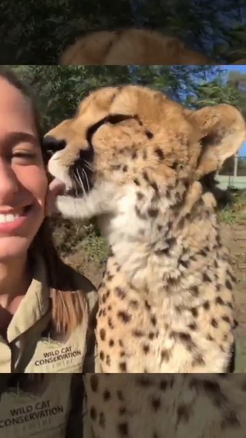 Kiss a Big Cat The Big Cat Will Kiss You
