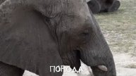Порода - современная поэзия