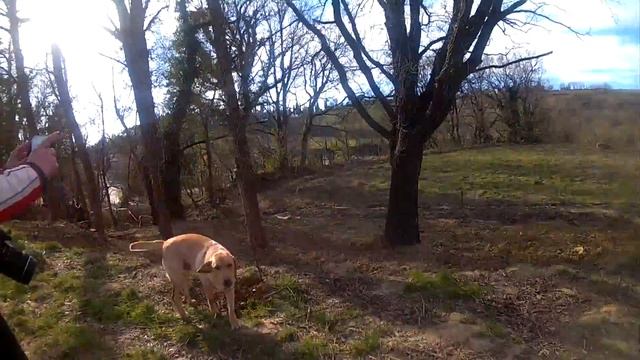 Labrador e tartufi