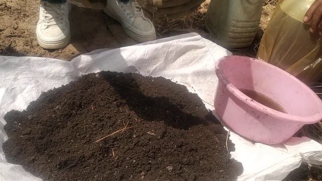 Trichoderma species Management of Root rot