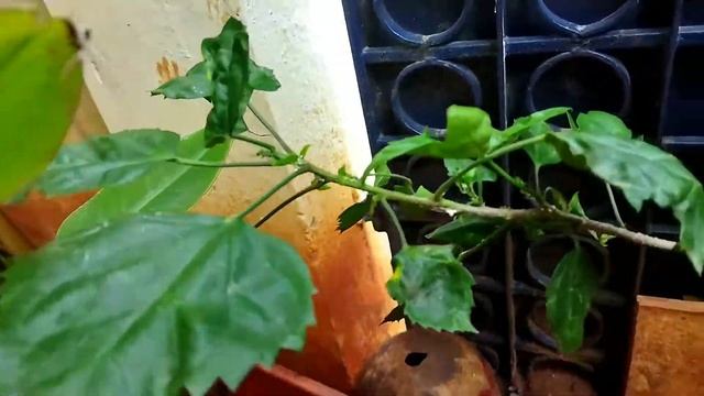 இயற்கை முறையில் மாவு பூச்சியை விரட்டலாம்#Aphidcontrol #agriculture #biofertilizer #Manidharma